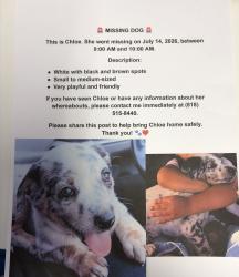 Reunited Female Dog last seen Terra Bella and Laurel Canyon, Los Angeles, CA 91331