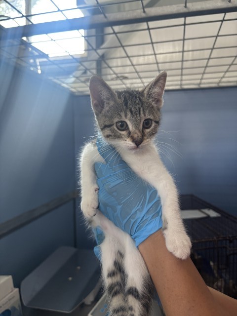 Shelter Stray Female Cat last seen SEPULVEDA AVE X E 44TH ST, 333 Chandler Pl, San Bernardino, CA 92408, USA