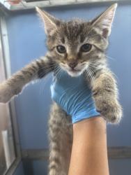 Shelter Stray Male Cat last seen SEPULVEDA AVE X E 44TH ST, 333 Chandler Pl, San Bernardino, CA 92408, USA