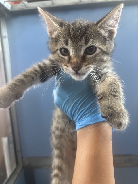 Shelter Stray Male Cat last seen SEPULVEDA AVE X E 44TH ST, 333 Chandler Pl, San Bernardino, CA 92408, USA