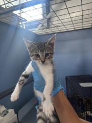 Shelter Stray Male Cat last seen SEPULVEDA AVE X E 44TH ST, 333 Chandler Pl, San Bernardino, CA 92408, USA