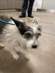 Shelter Stray Male Dog last seen , 14409 Vanowen St, Van Nuys, CA 91405, USA