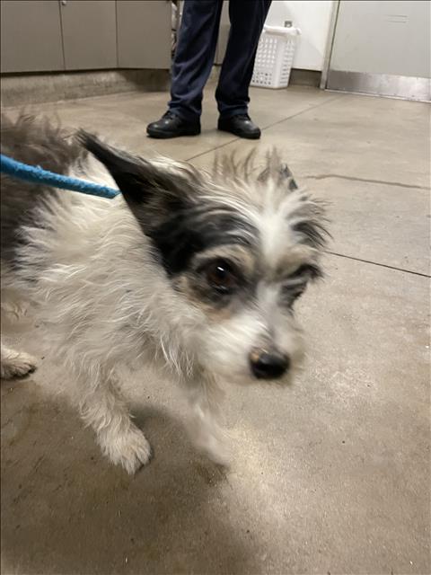 Shelter Stray Male Dog last seen , 14409 Vanowen St, Van Nuys, CA 91405, USA