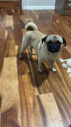 Found/Stray Male Dog last seen Highway 21 and 183, Manor, TX 78653