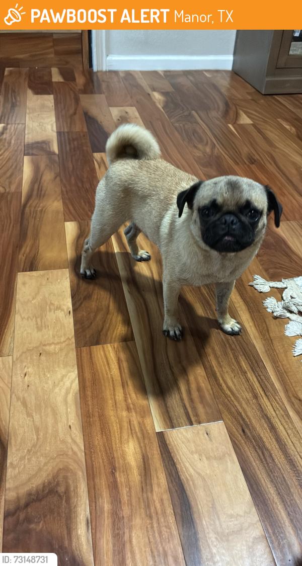 Found/Stray Male Dog last seen Highway 21 and 183, Manor, TX 78653