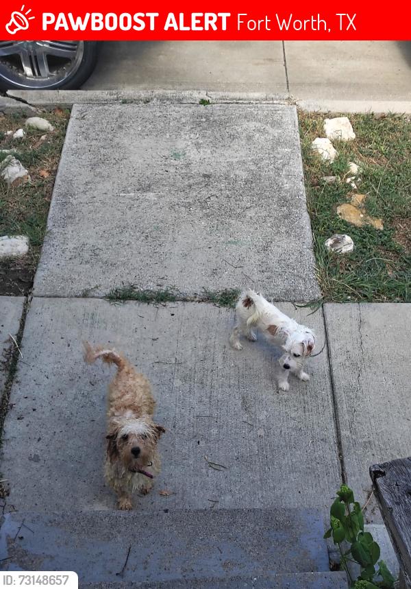 Lost Female Dog last seen South side Fort Worth, Fort Worth, TX 76104