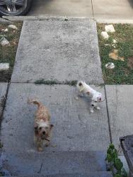 Lost Female Dog last seen South side Fort Worth, Fort Worth, TX 76104