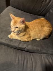 Lost Male Cat last seen Camp ave, Gulfport, MS 39501
