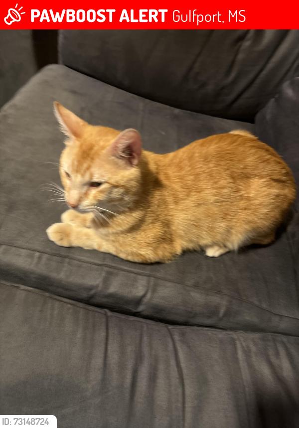 Lost Male Cat last seen Camp ave, Gulfport, MS 39501