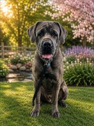 Shelter Stray Male Dog last seen , West Valley Animal Shelter, 20655 Plummer St, Chatsworth, CA 91311, USA