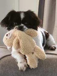 Lost Male Dog last seen Hwy 374 and burke rd, Donalsonville, GA 39845