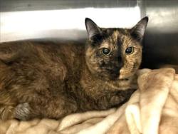 Shelter Stray Female Cat last seen , West Valley Animal Shelter, 20655 Plummer St, Chatsworth, CA 91311, USA