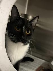Shelter Stray Female Cat last seen , West Valley Animal Shelter, 20655 Plummer St, Chatsworth, CA 91311, USA