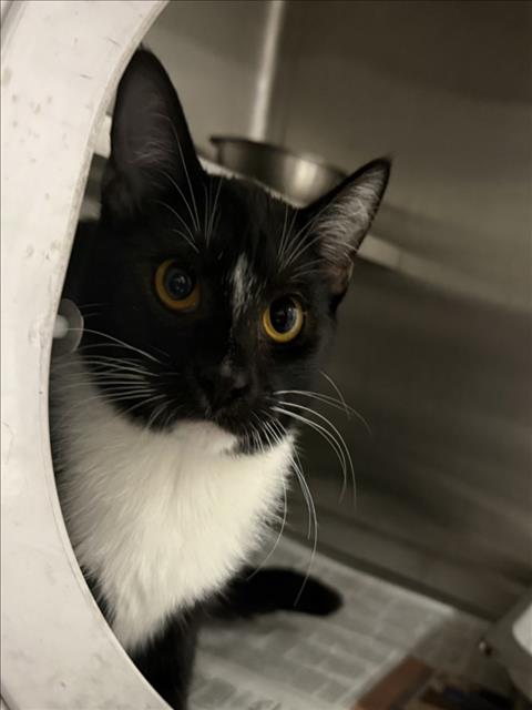 Shelter Stray Female Cat last seen , West Valley Animal Shelter, 20655 Plummer St, Chatsworth, CA 91311, USA