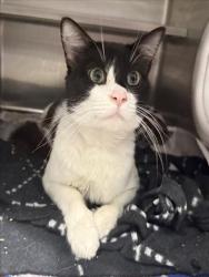 Shelter Stray Male Cat last seen , West Valley Animal Shelter, 20655 Plummer St, Chatsworth, CA 91311, USA