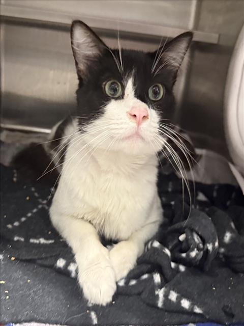 Shelter Stray Male Cat last seen , West Valley Animal Shelter, 20655 Plummer St, Chatsworth, CA 91311, USA