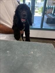 Shelter Stray Female Dog last seen , West Valley Animal Shelter, 20655 Plummer St, Chatsworth, CA 91311, USA