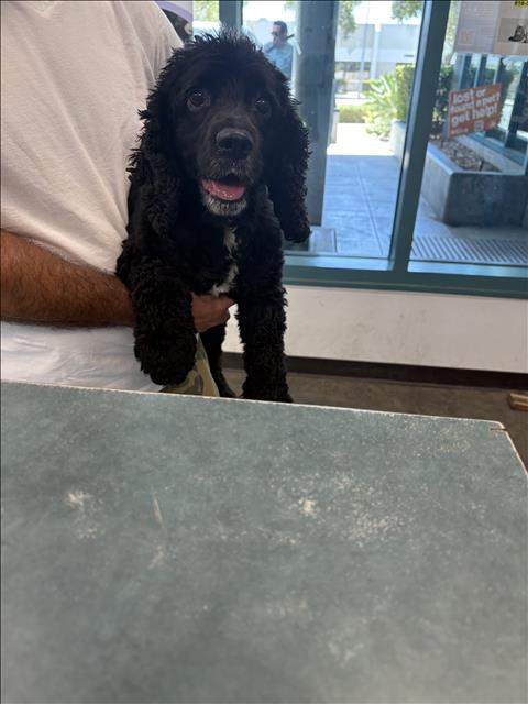 Shelter Stray Female Dog last seen , West Valley Animal Shelter, 20655 Plummer St, Chatsworth, CA 91311, USA