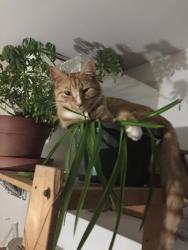 Reunited Male Cat last seen Thoms Run Road, South Fayette Township, PA 15142