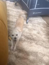 Reunited Female Dog last seen Near Jody avenue s, Cottage Grove, MN 55016