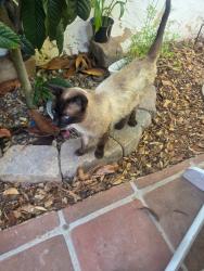 Found/Stray Male Cat last seen Near 15 fwy @ Deer Springs Rd Exit, San Marcos, CA 92069