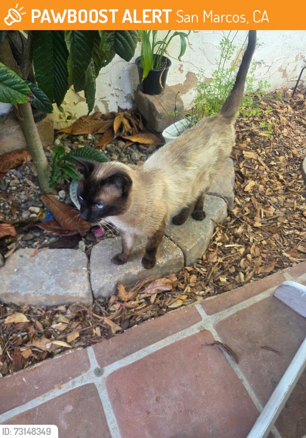 Found/Stray Male Cat last seen Near 15 fwy @ Deer Springs Rd Exit, San Marcos, CA 92069