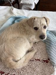 Lost Female Dog last seen Shagbark and Crosscreek, Fearrington, NC 27312