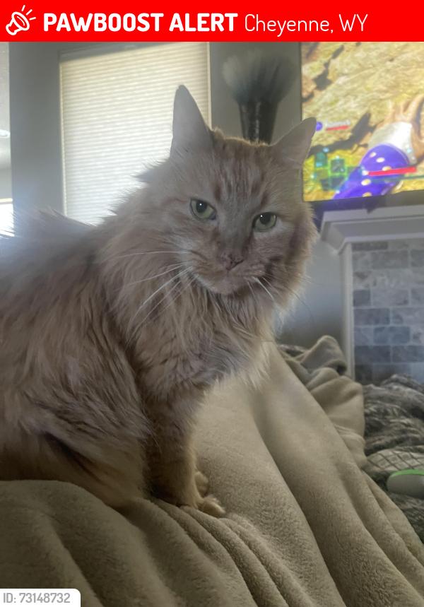 Lost Male Cat last seen Lauver lane, Cheyenne, WY 82009