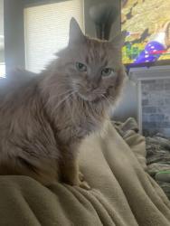 Lost Male Cat last seen Lauver lane, Cheyenne, WY 82009