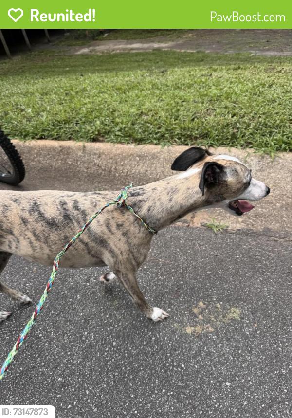 Reunited Female Dog last seen Mayfield Circle Heritage lane, Alpharetta, GA 30009