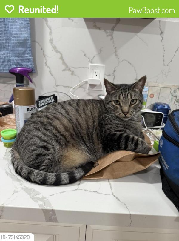 Reunited Male Cat last seen Donnybrook Ln, Costa Mesa, CA 92626, USA, Costa Mesa, CA 92626
