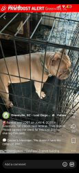 Found/Stray Unknown Dog last seen Kroc center, Greenville, SC 29601