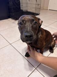 Found/Stray Female Dog last seen Wilmington & NW 23rd Ave, Opa-locka, FL 33054