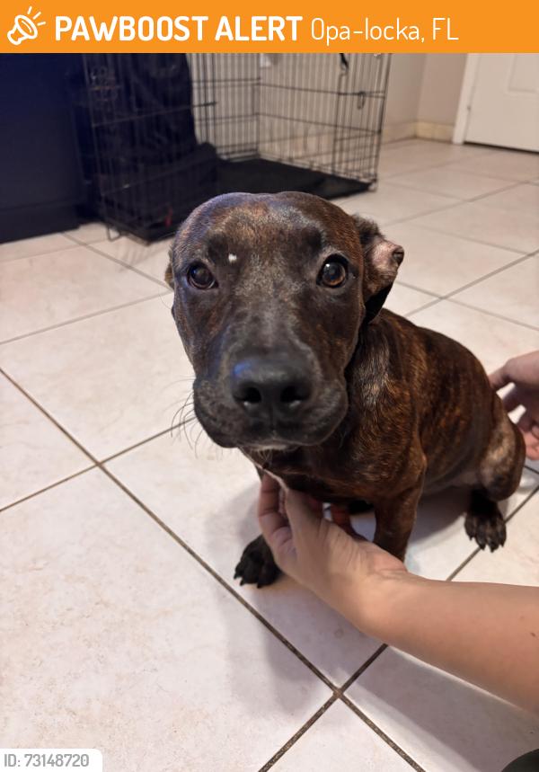 Found/Stray Female Dog last seen Wilmington & NW 23rd Ave, Opa-locka, FL 33054