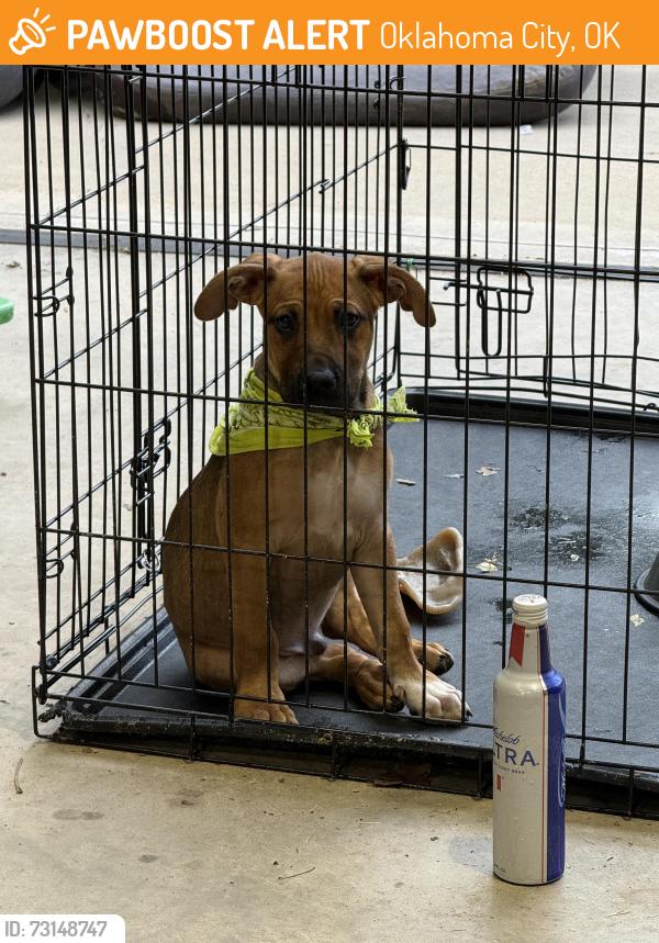 Found/Stray Male Dog last seen 74th and Anderson, Oklahoma City, OK 73150