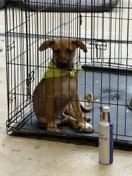 Found/Stray Male Dog last seen 74th and Anderson, Oklahoma City, OK 73150