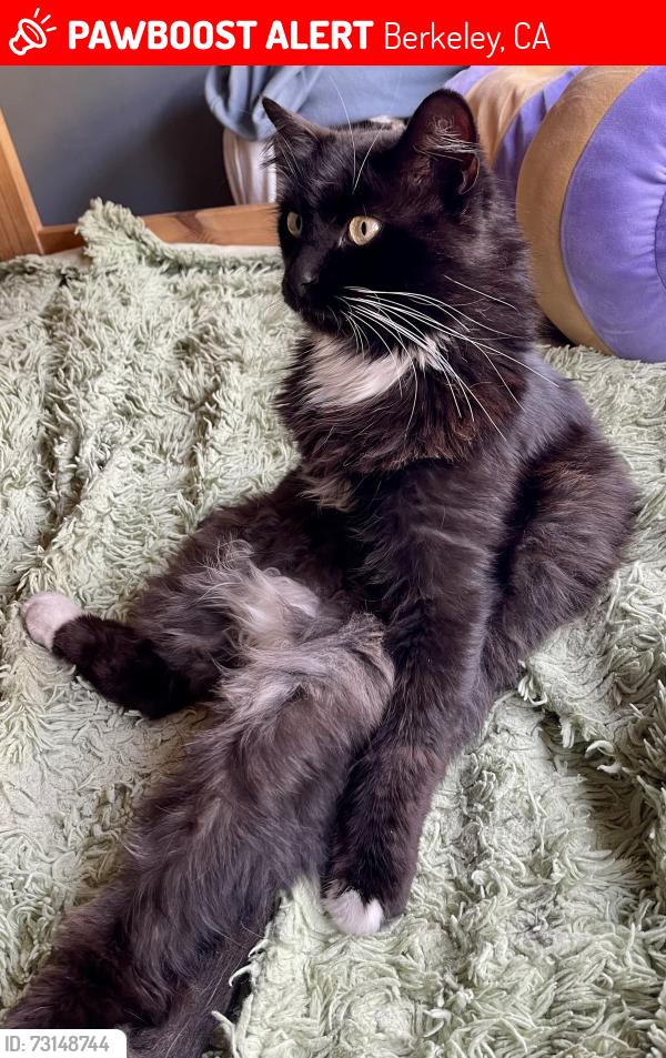 Lost Male Cat last seen Stuart and MLK, Berkeley, CA 94703