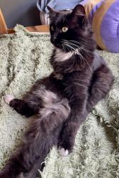 Lost Male Cat last seen Stuart and MLK, Berkeley, CA 94703
