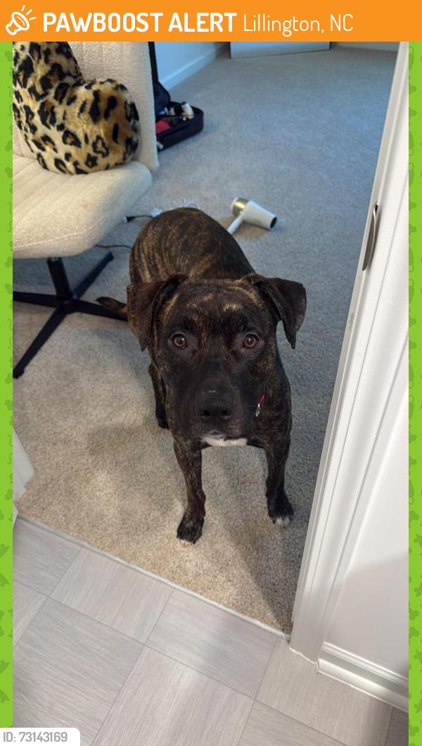 Found/Stray Male Dog last seen Unknown, Lillington, NC 27546