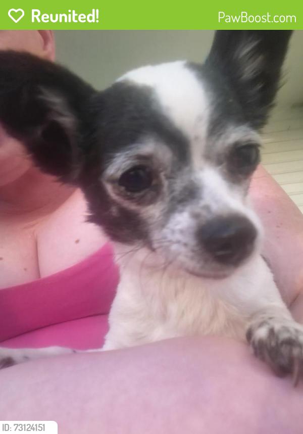 Reunited Female Dog last seen Near S Tempe Ct Aurora CO 80018, Aurora, CO 80018