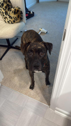 Found/Stray Male Dog last seen Unknown, Lillington, NC 27546