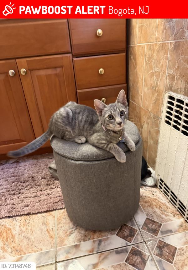 Lost Female Cat last seen Near Elmwood Ave Bogota NJ, Bogota, NJ 07603
