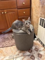 Lost Female Cat last seen Near Elmwood Ave Bogota NJ, Bogota, NJ 07603