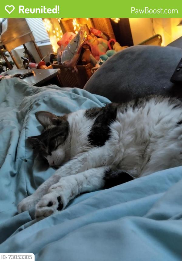 Reunited Male Cat last seen Old Tezel and braun, San Antonio, TX 78254
