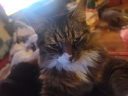 Lost Female Cat last seen Audubon and Mountainview, Syracuse, NY 13224