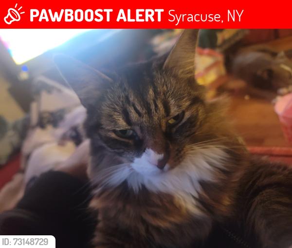Lost Female Cat last seen Audubon and Mountainview, Syracuse, NY 13224