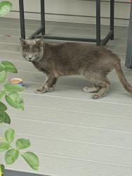 Found/Stray Unknown Cat last seen Reeds Lane and Huntington Rd, Stratford, CT 06614