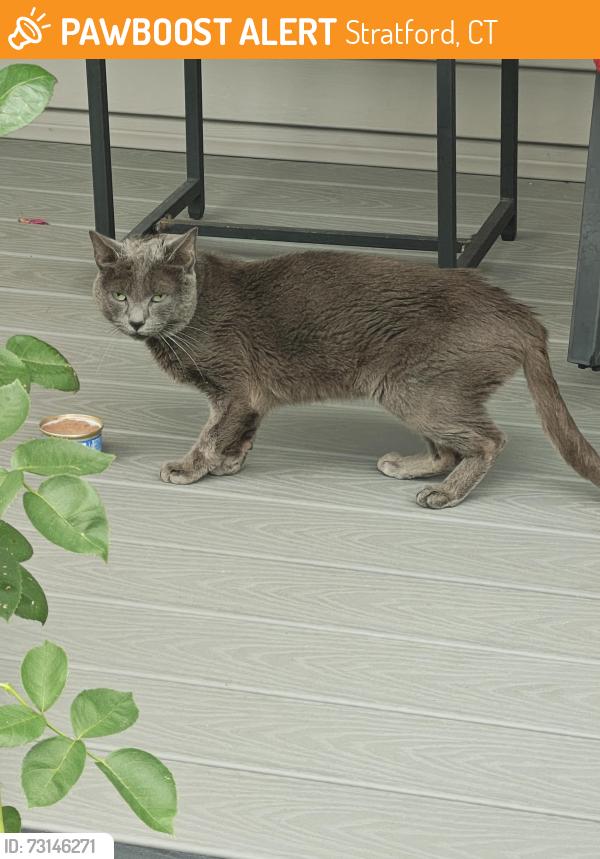 Found/Stray Unknown Cat last seen Reeds Lane and Huntington Rd, Stratford, CT 06614