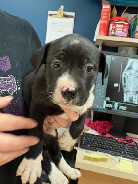 Shelter Stray Female Dog last seen BOBB AVE,63114, 10521 Baur Blvd, Olivette, MO 63132, USA