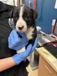 Shelter Stray Female Dog last seen BOBB AVE,63114, 10521 Baur Blvd, Olivette, MO 63132, USA